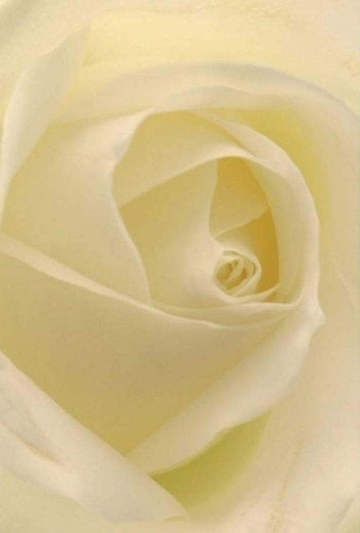 Upon gazing at this classic white rose, expertly photographed in the nuanced natural light that spills through Peckham's streets, one is drawn into the seamless blending of cream and ivory tones. The petals layer softly around a perfectly spiraled core, their subtle gradations of colour and gentle, blurred shadows suggesting both resilience and tranquility. The arrangement is a work of local expertise, perhaps destined for a romantic gesture or as the centrepiece for a Peckham wedding-its clean lines and pristine appearance radiate understated luxury. There's a near-translucence to some outer petals-sweetly fragile, yet arranged with purposeful care-while deeper layers invite the viewer to appreciate nature's precision and the deft touch of the hands that arranged it, perhaps just moments before delivery to a Rye Lane doorstep. The imagined fragrance is subtle and serene, echoing the calm one feels strolling past the historic Browns of Peckham. In every detail, this single white rose embodies the enduring beauty and emotional nuance so cherished in local floral traditions.